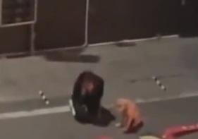 nzlcdlwmdjj1.jpg