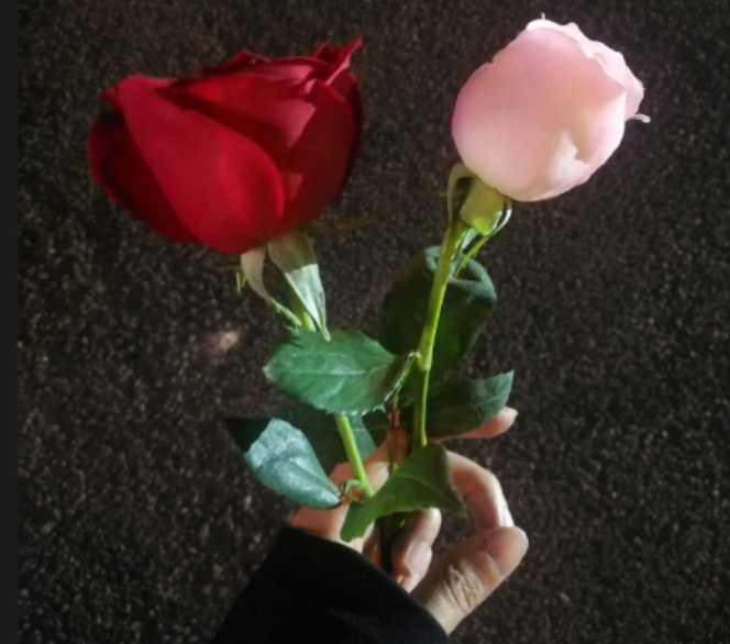 玫瑰花.png